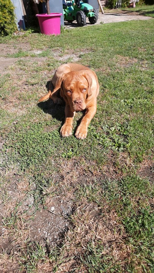 Bordeaux dogge 6 monate in Schermbeck