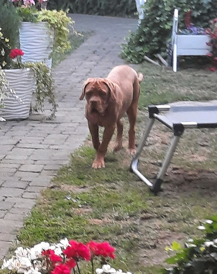 Bordeaux dogge 6 monate in Schermbeck